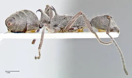 Polyrhachis calypso specimen FOCOL2661 image focol2661_4