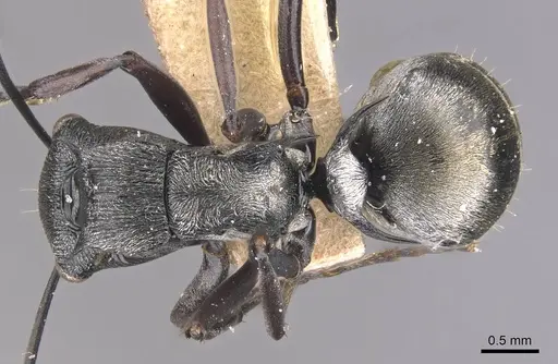 Polyrhachis campbelli specimen CASENT0905577 image casent0905577_1
