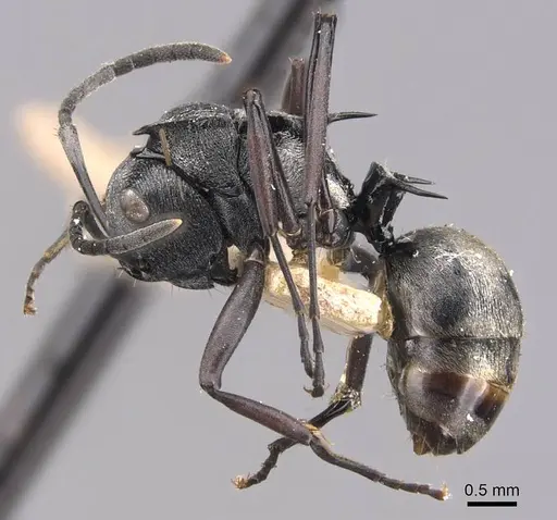 Polyrhachis campbelli specimen CASENT0905577 image casent0905577_3