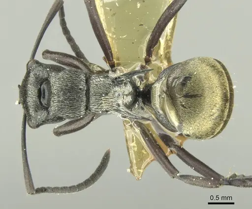 Polyrhachis campbelli specimen CASENT0906733 image casent0906733_1
