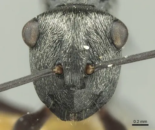 Polyrhachis campbelli specimen CASENT0906733 image casent0906733_2
