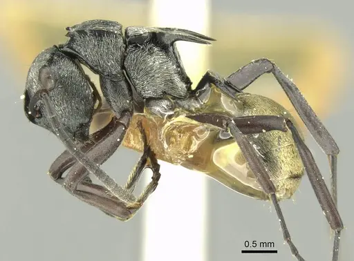 Polyrhachis campbelli specimen CASENT0906733 image casent0906733_3