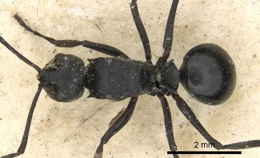 Polyrhachis carbonaria specimen CASENT0901848 image casent0901848_1