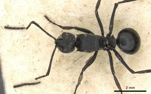 Polyrhachis carbonaria specimen CASENT0901848 image casent0901848_2