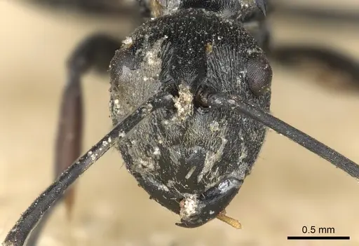 Polyrhachis carbonaria specimen CASENT0901848 image casent0901848_3