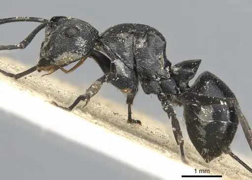 Polyrhachis carbonaria specimen CASENT0901848 image casent0901848_4