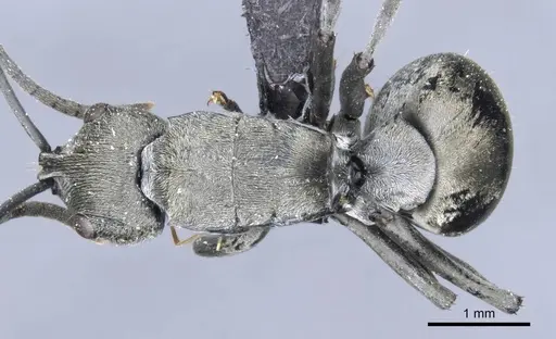 Polyrhachis carbonaria specimen CASENT0905614 image casent0905614_1