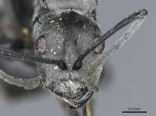 Polyrhachis carbonaria specimen CASENT0905614 image casent0905614_2