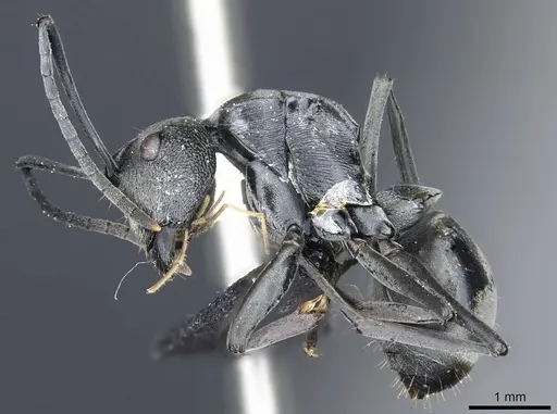 Polyrhachis carbonaria specimen CASENT0905614 image casent0905614_3