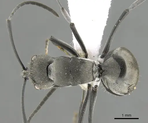 Polyrhachis carbonaria specimen CASENT0906793 image casent0906793_1