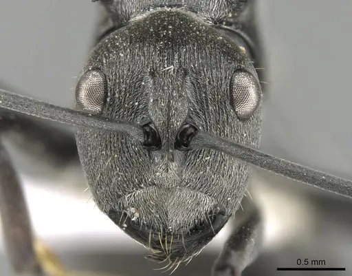 Polyrhachis carbonaria specimen CASENT0906793 image casent0906793_2