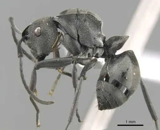 Polyrhachis carbonaria specimen CASENT0906793 image casent0906793_3