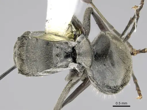 Polyrhachis carbonaria specimen CASENT0919849 image casent0919849_1