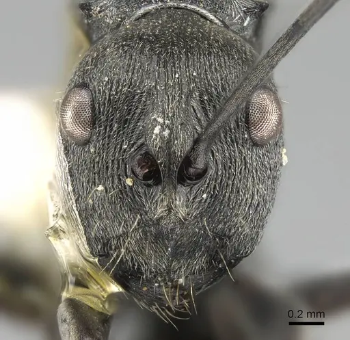 Polyrhachis carbonaria specimen CASENT0919849 image casent0919849_2