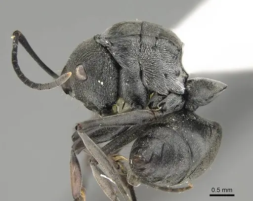 Polyrhachis carbonaria specimen CASENT0919849 image casent0919849_3