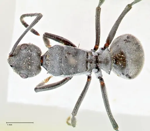 Polyrhachis carbonaria specimen FOCOL2617 image focol2617_1