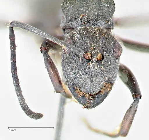Polyrhachis carbonaria specimen FOCOL2617 image focol2617_2