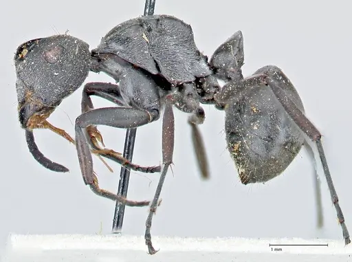 Polyrhachis carbonaria specimen FOCOL2617 image focol2617_3