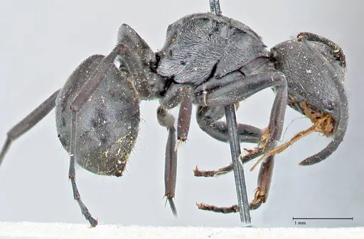 Polyrhachis carbonaria specimen FOCOL2617 image focol2617_4