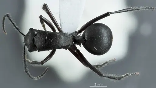 Polyrhachis carinata specimen ANTWEB1041222 image antweb1041222_1