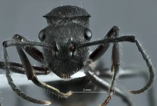 Polyrhachis carinata specimen ANTWEB1041222 image antweb1041222_2