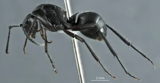 Polyrhachis carinata specimen ANTWEB1041222 image antweb1041222_3
