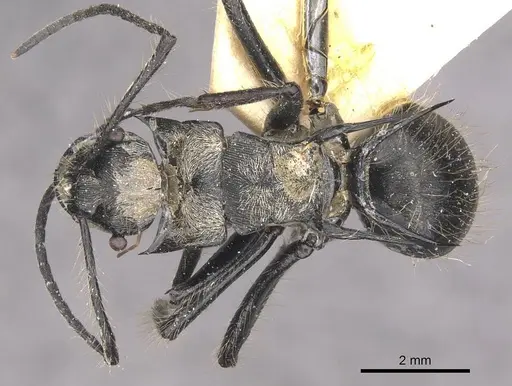 Polyrhachis caulomma specimen CASENT0910835 image casent0910835_1