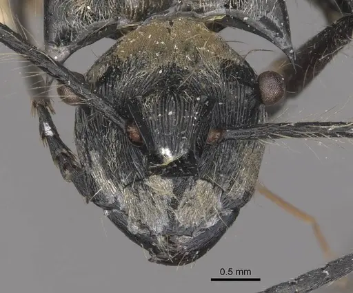 Polyrhachis caulomma specimen CASENT0910835 image casent0910835_2