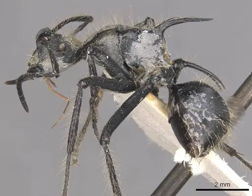 Polyrhachis caulomma specimen CASENT0910835 image casent0910835_3