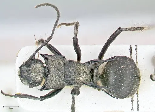 Polyrhachis caulomma specimen FOCOL2609 image focol2609_1