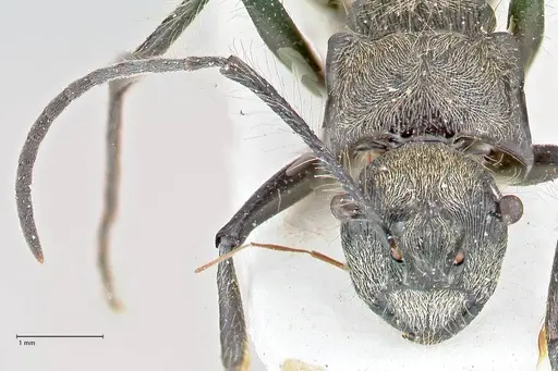 Polyrhachis caulomma specimen FOCOL2609 image focol2609_2