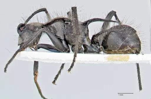 Polyrhachis caulomma specimen FOCOL2609 image focol2609_3