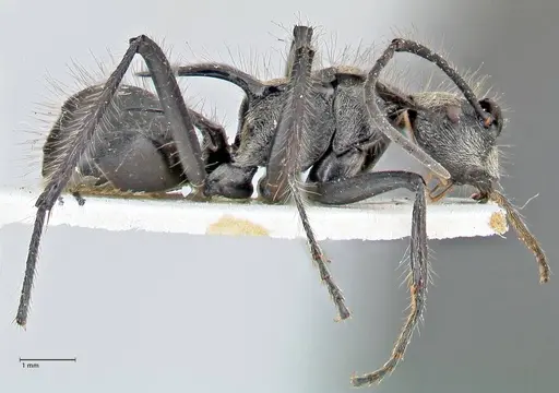 Polyrhachis caulomma specimen FOCOL2609 image focol2609_4