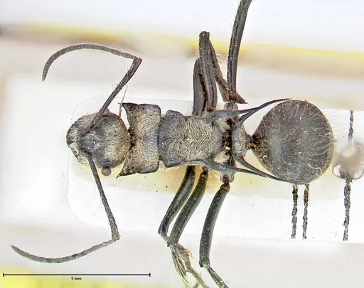 Polyrhachis caulomma specimen FOCOL2610 image focol2610_1