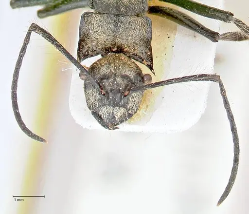 Polyrhachis caulomma specimen FOCOL2610 image focol2610_2