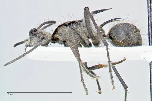 Polyrhachis caulomma specimen FOCOL2610 image focol2610_3