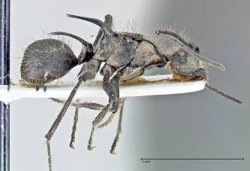 Polyrhachis caulomma specimen FOCOL2610 image focol2610_4