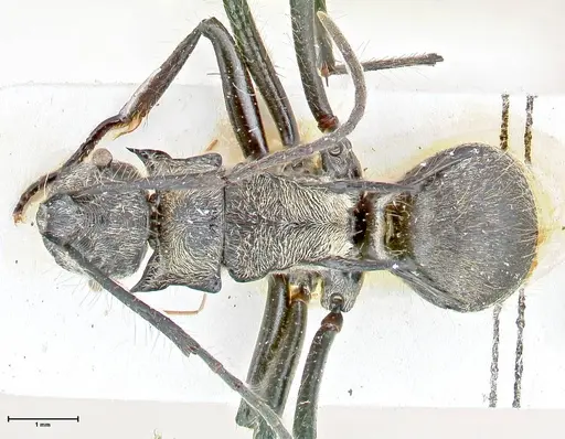 Polyrhachis caulomma specimen FOCOL2611 image focol2611_1