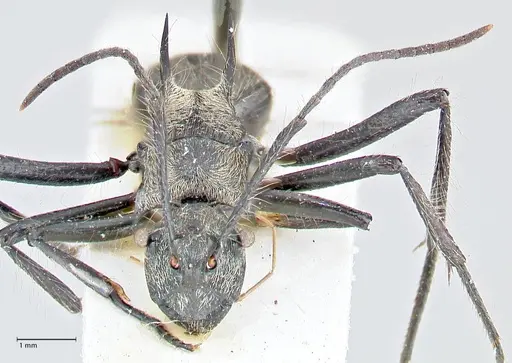 Polyrhachis caulomma specimen FOCOL2611 image focol2611_2