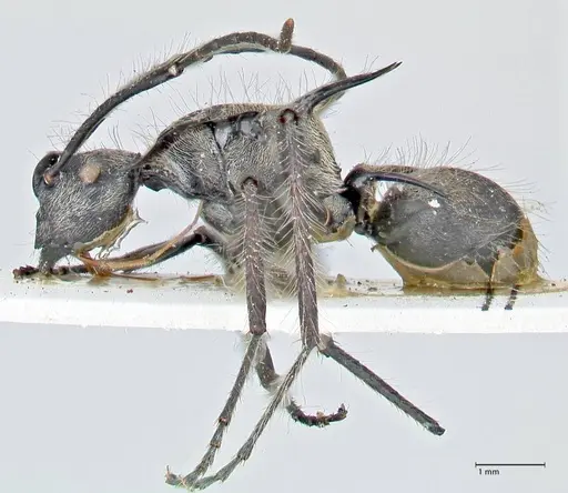 Polyrhachis caulomma specimen FOCOL2611 image focol2611_3