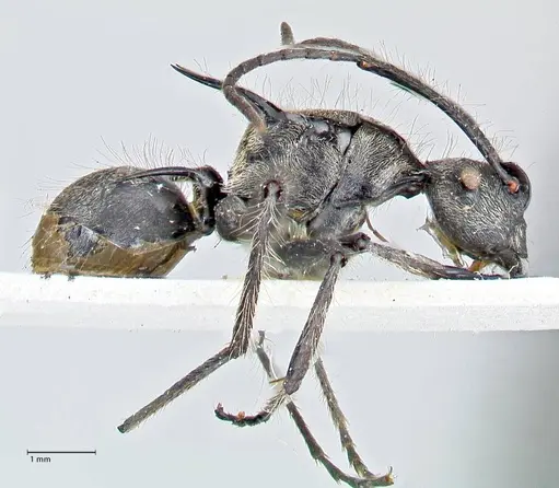 Polyrhachis caulomma specimen FOCOL2611 image focol2611_4