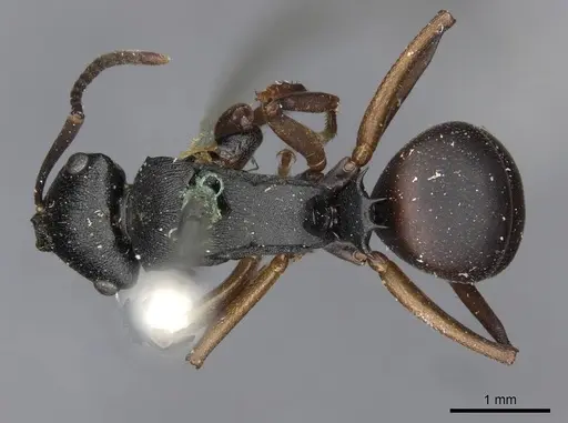 Polyrhachis cedarensis specimen CASENT0910774 image casent0910774_1