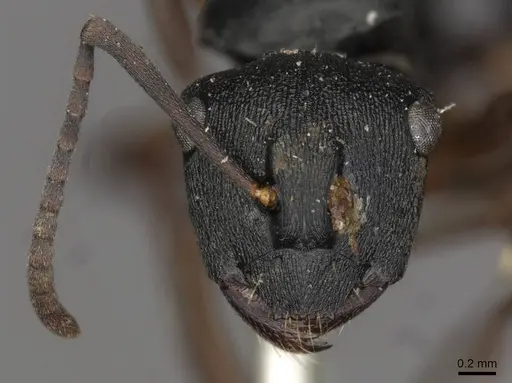 Polyrhachis cedarensis specimen CASENT0910774 image casent0910774_2