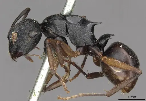 Polyrhachis cedarensis specimen CASENT0910774 image casent0910774_3