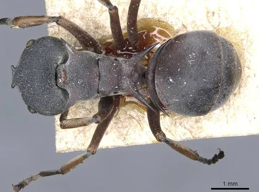 Polyrhachis cephalotes specimen CASENT0905604 image casent0905604_1