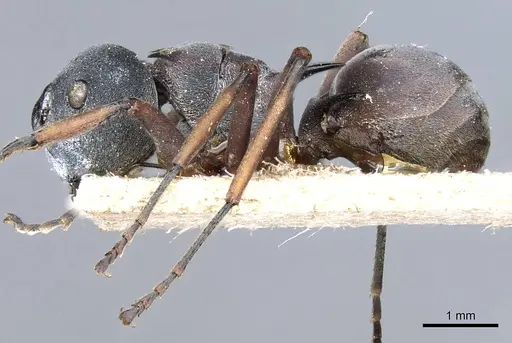 Polyrhachis cephalotes specimen CASENT0905604 image casent0905604_3