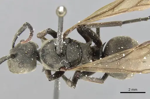 Polyrhachis cephalotes specimen CASENT0906779 image casent0906779_1