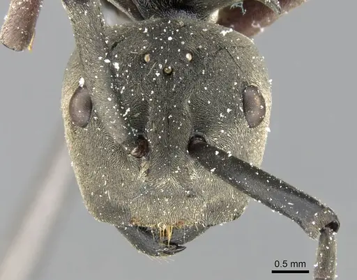 Polyrhachis cephalotes specimen CASENT0906779 image casent0906779_2