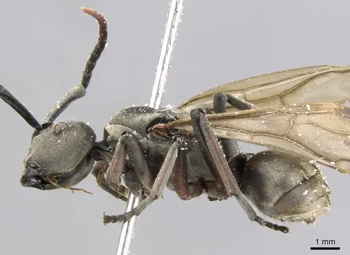 Polyrhachis cephalotes specimen CASENT0906779 image casent0906779_3