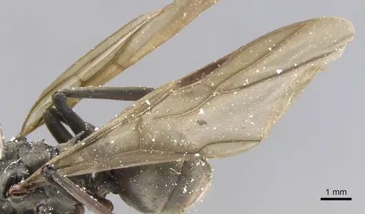 Polyrhachis cephalotes specimen CASENT0906779 image casent0906779_4